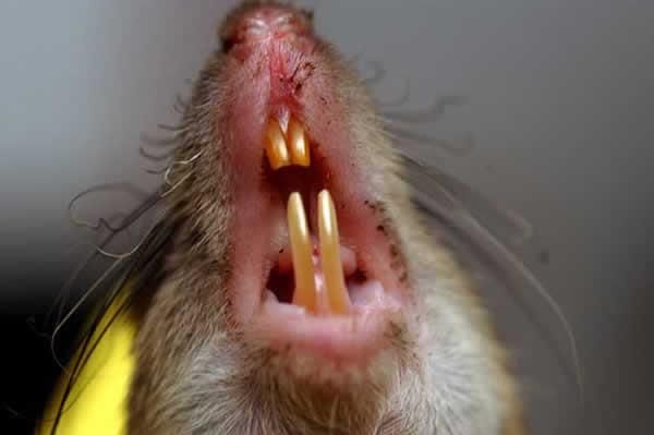 dents de rat en gros plan permettant de comprendre les dégâts que ces nuisibles peuvent engendrer