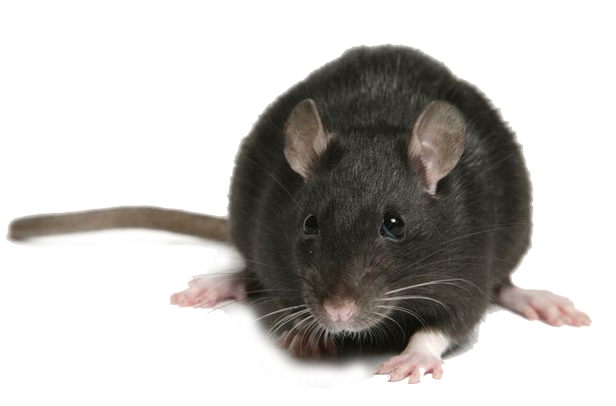 Rat Noir - Rattus rattus