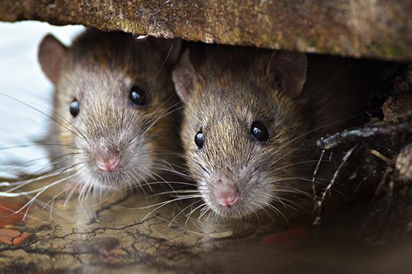 deux rats dans une flaque d'eau sous un porche