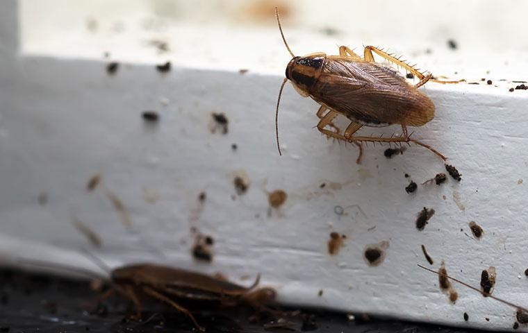traces d'infestation de blatte germanique