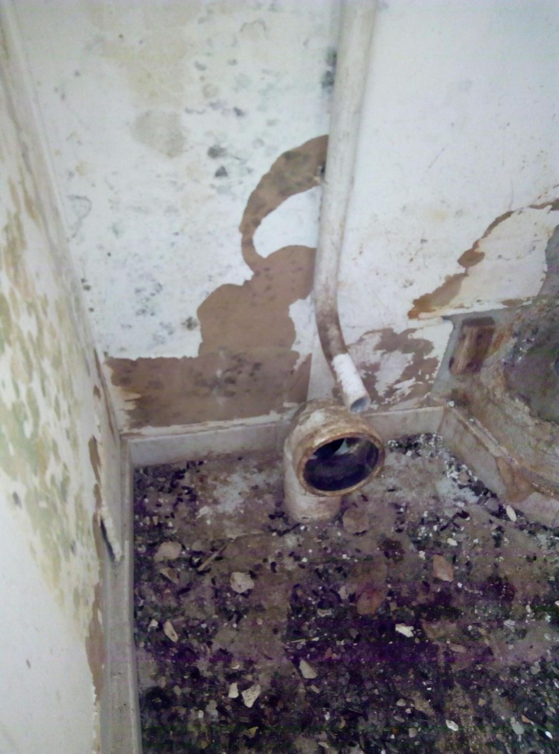 déjections et conduit permettant le passage de rats