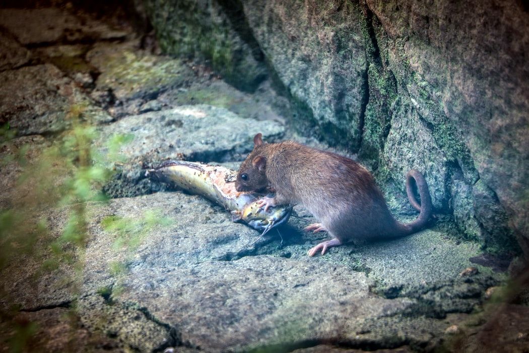 rat dans la rue qui mange un poisson récupéré dans une poubelle