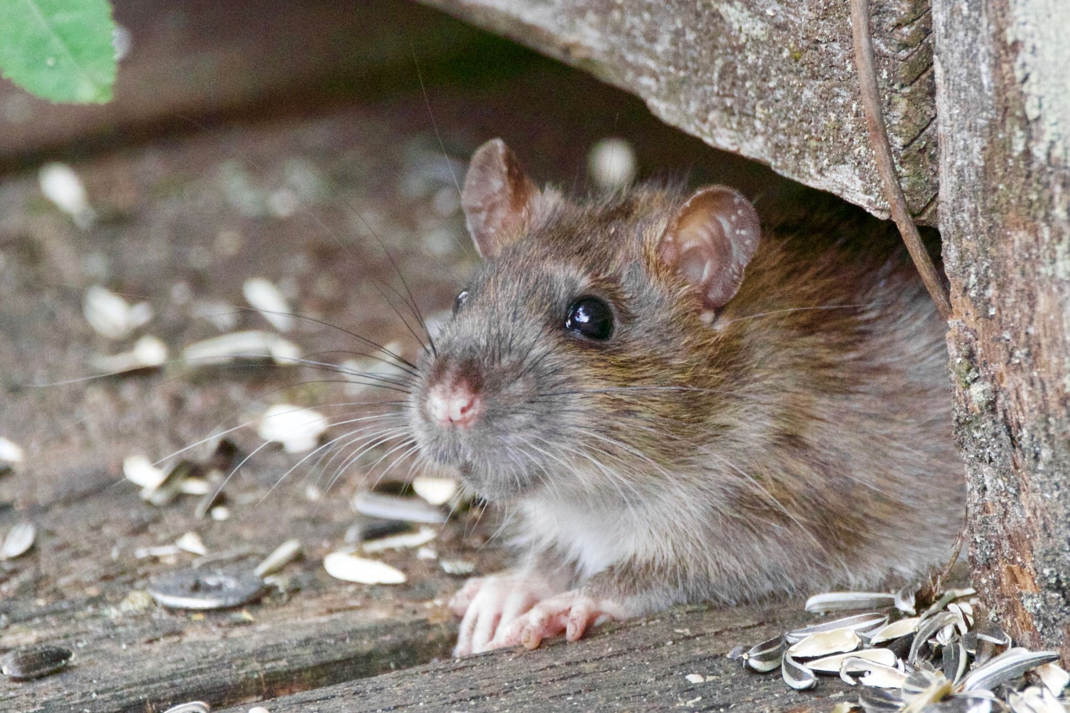 protection des trous de rongeurs