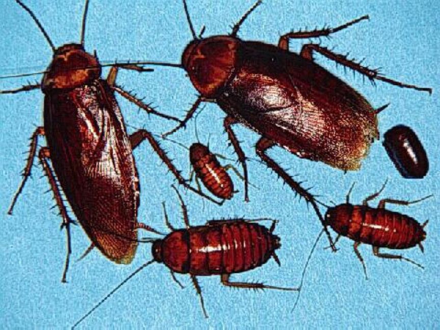 Famille complète de blattes américaines : oothèque, jeunes, jeunes adultes, adulte, mâle, femelle