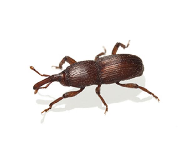 charançons
