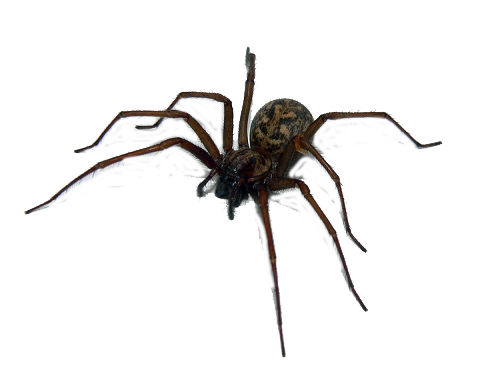 araignée LUTTE PROTIS