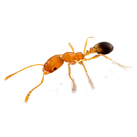 fourmis pharaons