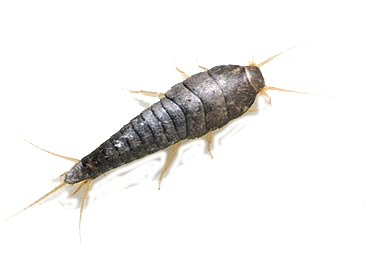 lépisme uo poisson d'argent