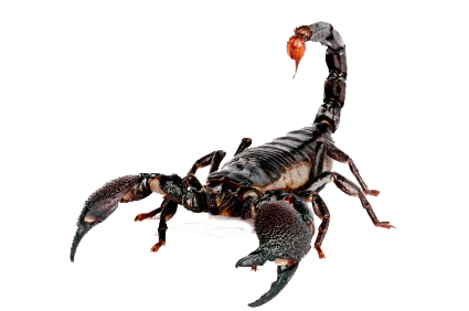 scorpions