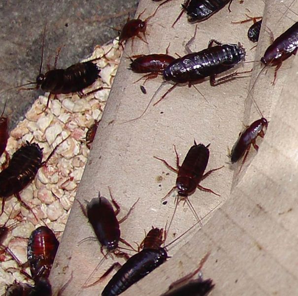 infestation blattes orientales